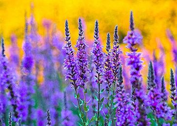 美国玩家以24分15秒 刷新自己的《塞尔达传说 旷野之息》速通记录 